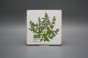 Set of tiles Forli Blanco 15x15cm Herbs Classic 6-piece č.5