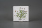 Set of tiles COLOR ONE 15x15cm Herbs Classic 6-piece WM č.6